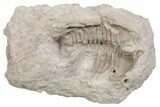Bargain, Ventral Cybele Panderi Trilobite Fossil - Russia #363131-1